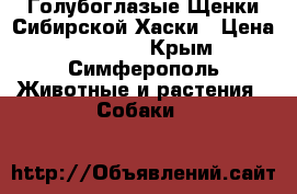Голубоглазые Щенки Сибирской Хаски › Цена ­ 15 000 - Крым, Симферополь Животные и растения » Собаки   